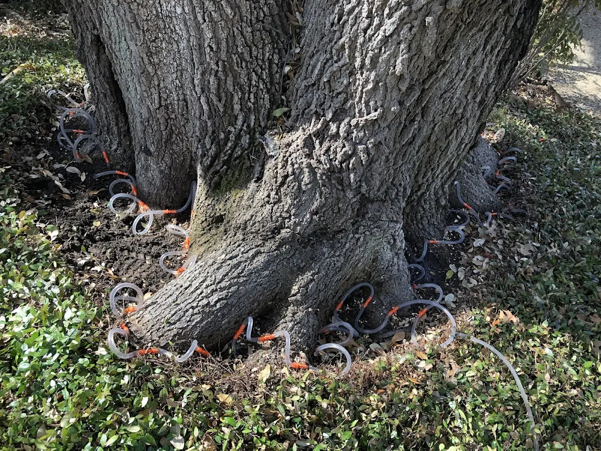 Detailed Tree Cabling and Bracing job site in Millbrook